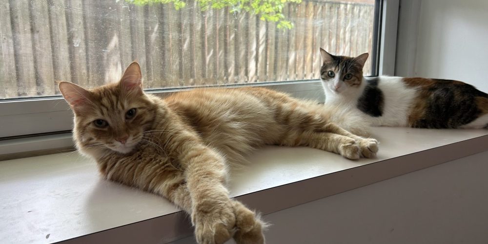 Two cats, one orange and one tricolour with white, black, and brown, lounging on a windowsill.